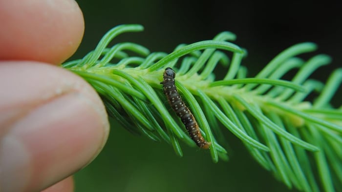 A spruce budworm on a branch.