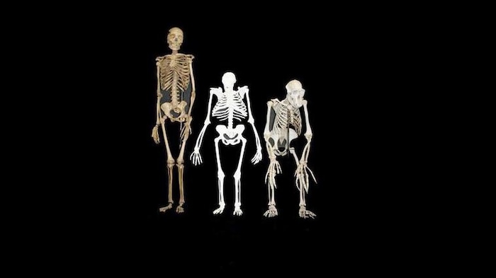 Reconstruction des squelettes d'« Australopithecus sediba », d'un humain, et d'un chimpanzé.