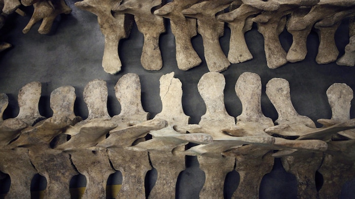 Un ensemble complet d'ossements d'une baleine grise.