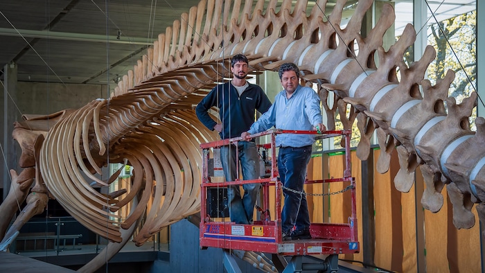 Mike deRoos et Andrew Trites en hauteur devant un squelette de baleine bleue. 