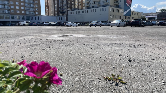 Une fleur qui pousse au milieu d'un stationnement.