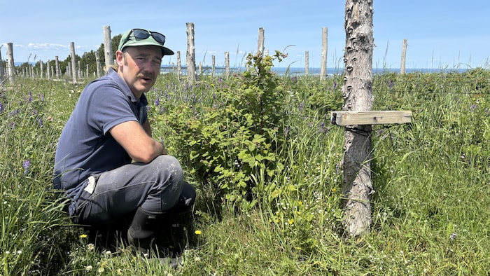 Stéphane Lussier, squatting on his farm. market gardeners desert fields market gardeners desert fields new