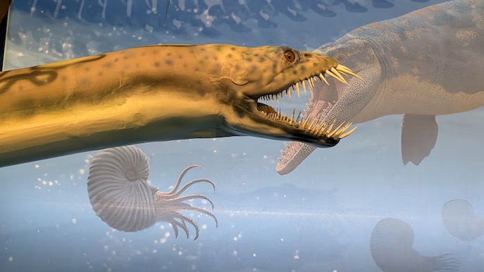 Une partie du  Styxosaurus adulte.