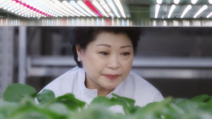 Susan Chong examine des légumes dans les installations de Greenphyto.