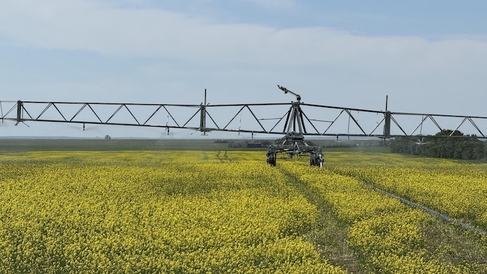 Un système d'irrigation dans un champ.
