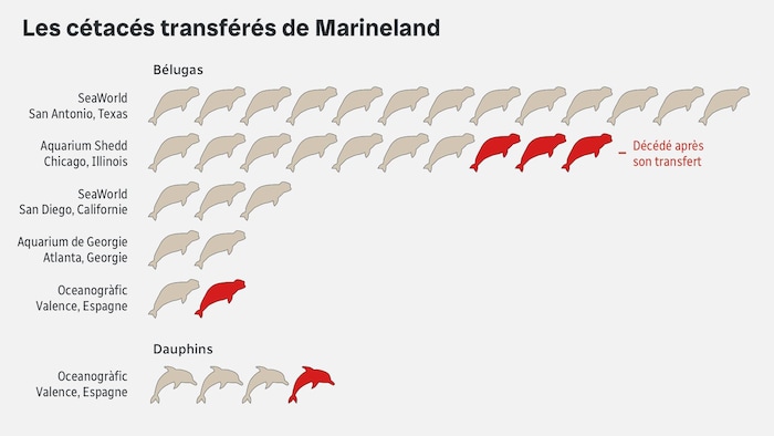 Un tableau des décès de bélugas et dauphins survenus depuis leur transfert de Marineland.