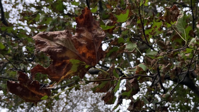 Des feuilles d'érable atteintes de la maladie des taches goudronneuses sur une branche. 
