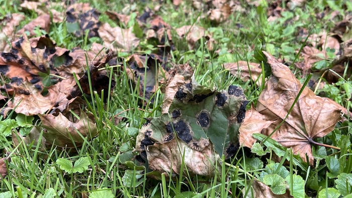 Des feuilles d'érable atteintes de la maladie des taches goudronneuses au sol. 