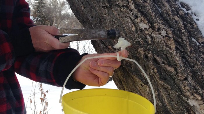 In this photo, a harvester taps a maple tree. Quebec's maple syrup industry is subject to a supply management system, meaning it employs a quota system run by the QMSP which dictates market volume.