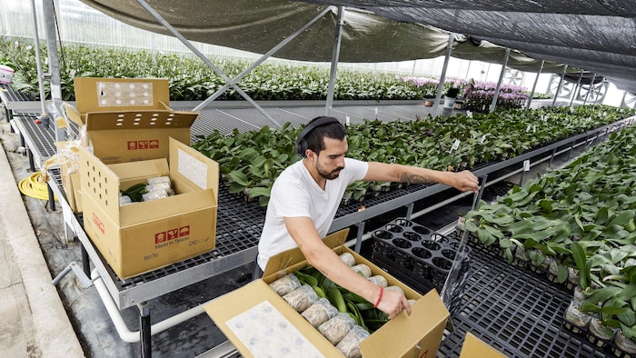Des employés des serres Orchid Greens, à St Catharines (Ontario), préparent des orchidées pour l’expédition le 20 août 2026. 