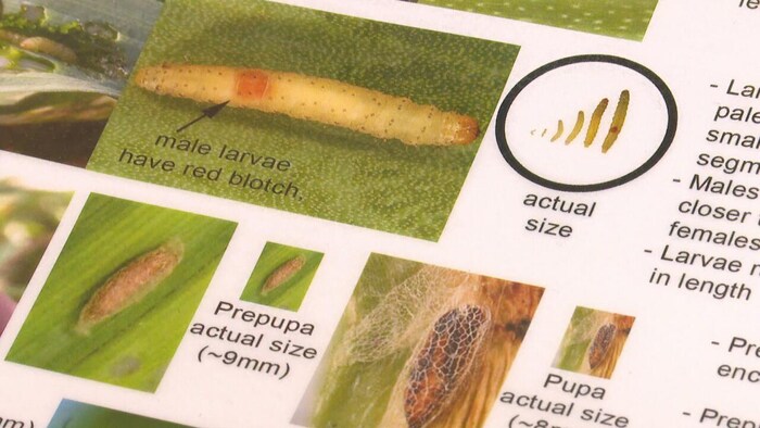 La teigne du poireau menace les récoltes d’ail et d’oignons à l’Île-du ...