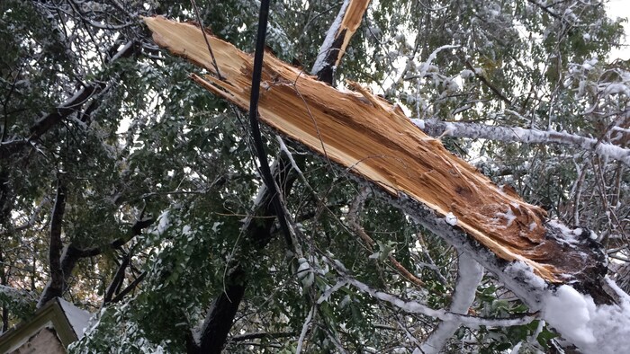 Une ligne électrique est écrasée sous une branche d'arbre. 