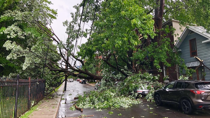 Un arbre recouvre des voitures.