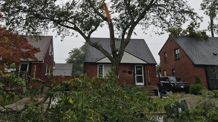 Arbres endommagés et sur le sol devant des maisons du quartier Riverside.