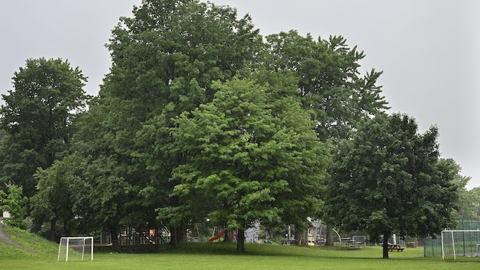 Des arbres dans un parc de Terrasse-Vaudreuil.