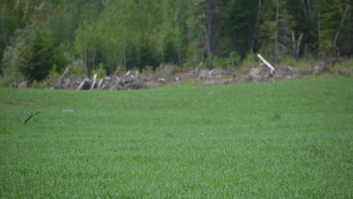 Un terrain avec des herbes et une forêt en arrière-plan.
