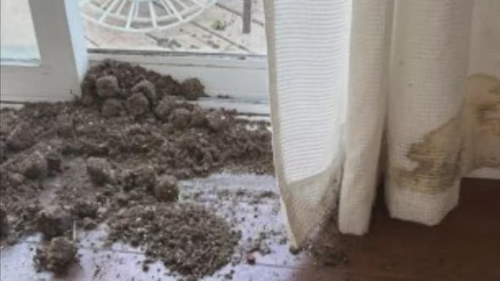 De la terre sur un plancher près d'un rideau souillé.