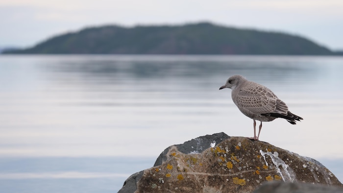 Un oiseau sur une roche devant un lac en arrière-plan.