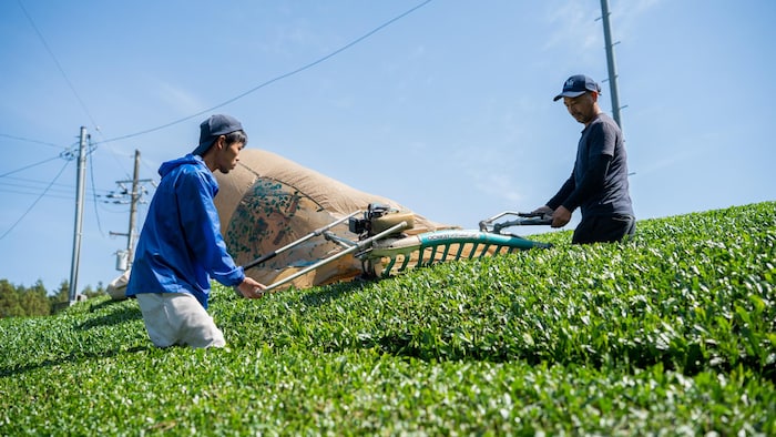 Workers in a field of green tea leaves. boom du matcha, double -edged