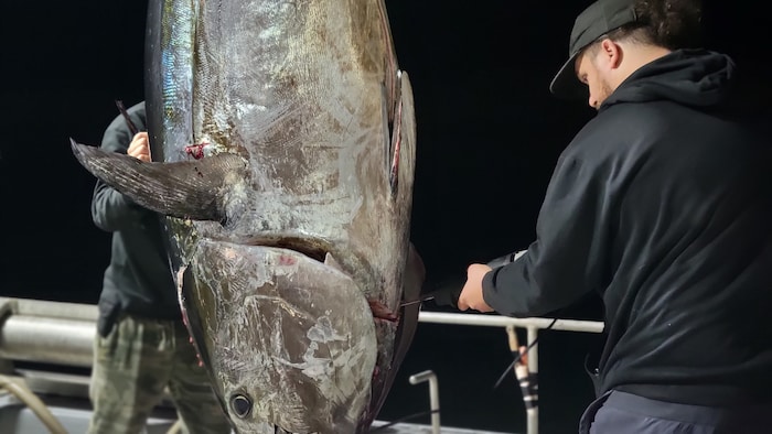 Un thon en train de se faire découper sur un bateau.