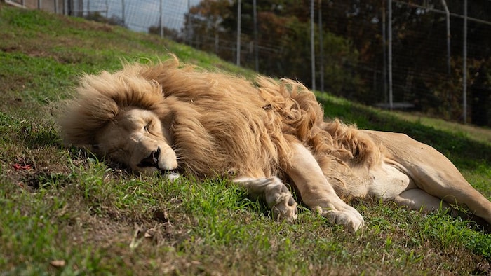 Le lion blanc Thor a été transporté au Turpentine Creek Wildlife Refuge, en Arkansas, sa cinquième et dernière maison, à l’automne 2025.