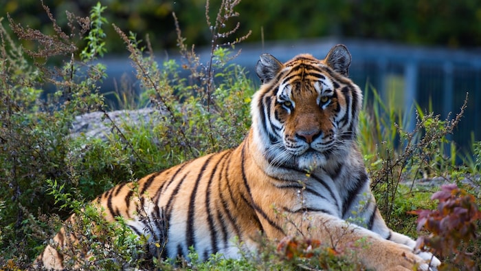 Un tigre couché dans la végétation regarde droit devant lui.
