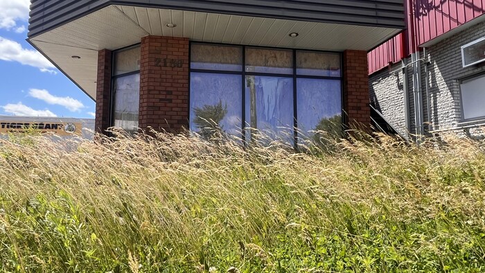 Les mauvaises herbes et le gazon ont poussé et sont maintenant très hauts.