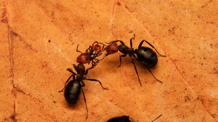 Deux fourmis guêtrées mangent une tique à pattes noires.