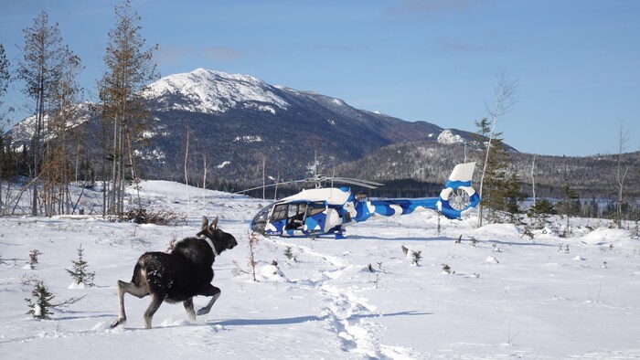 Un orignal se déplace librement dans la neige.