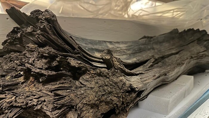Un morceau de bois très ancien entreposé dans une boîte en bois, le 25 mars 2025.