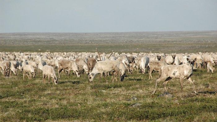 Des caribous de la toundra en été.