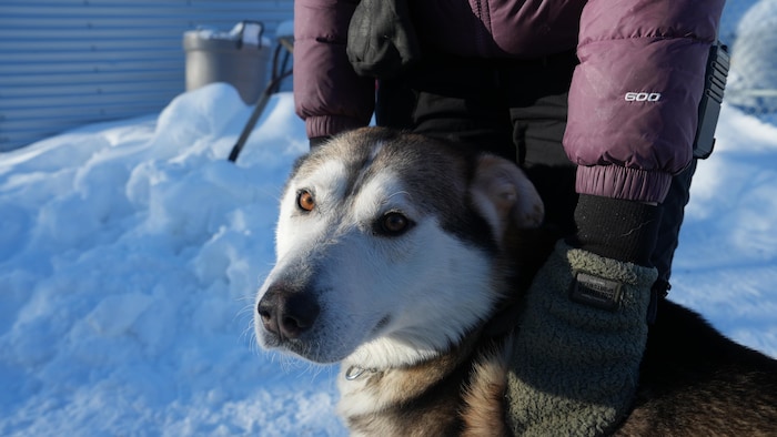 Un chien avec sa propriétaire.