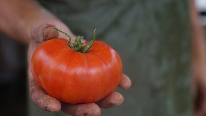 Une main qui tient une tomate.