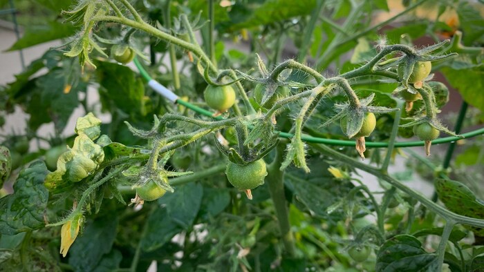 Un plant de tomates.