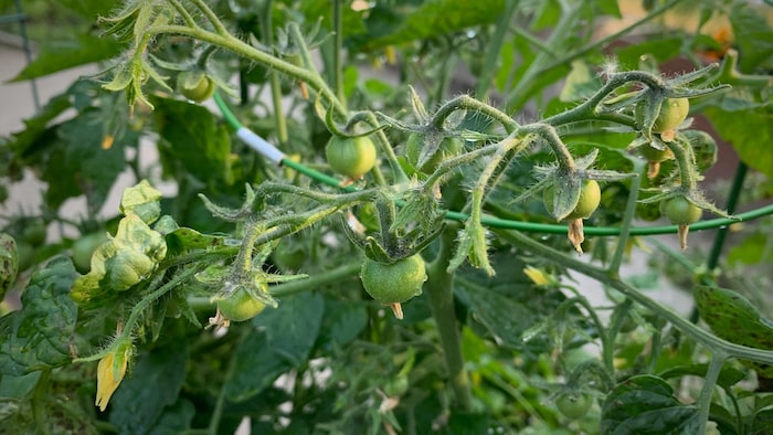 Cinq plantes faciles à partir de semences