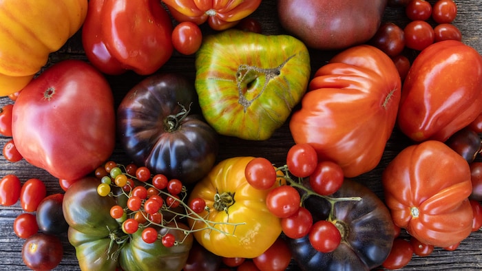 Différentes variétés de tomates de type ancestral.