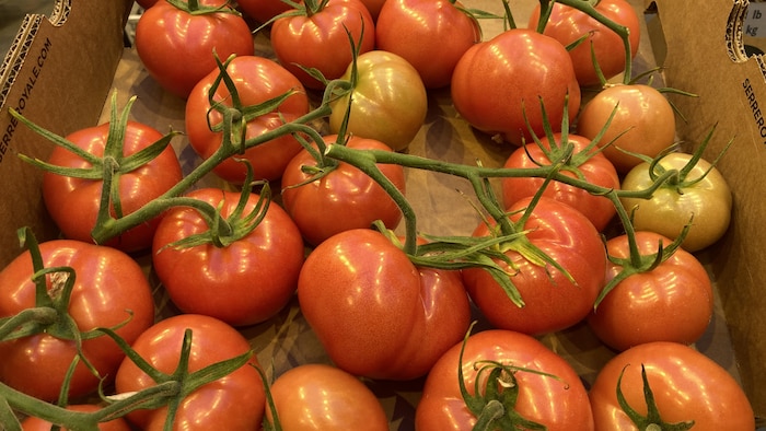 Insecticide pour tomates et légumes 1 litre – Serres Lavoie