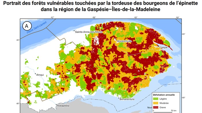 Une carte des forêts vulnérables touchées par la tordeuse des bourgeons de l'épinette en Gaspésie.