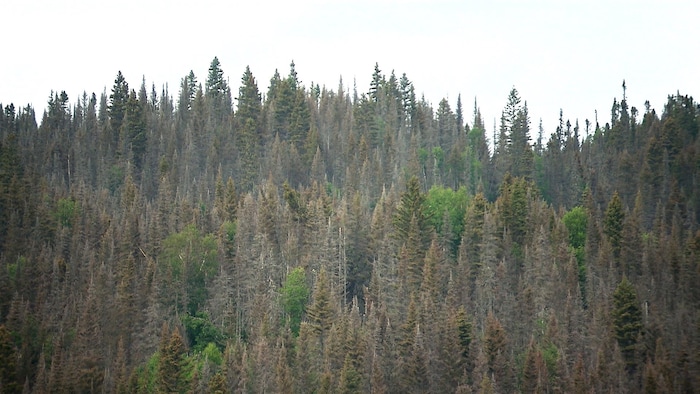 Il reste dans ce boisé peu d'arbres verts.