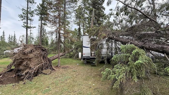 Des arbres sont tombés sur une roulotte.