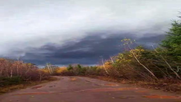 Des arbres courbés par le vent.