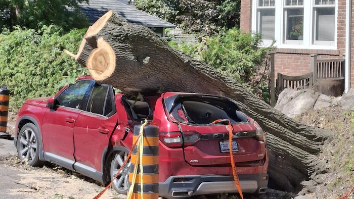 Voiture coincée sous un énorme tronc d'arbre dans la rue dans l'est de Toronto.