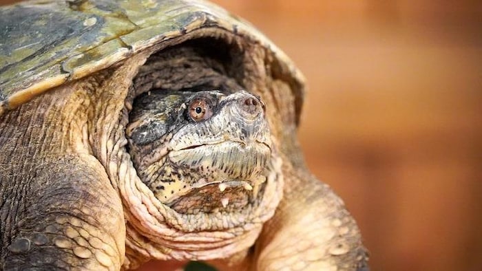 Une tortue serpentine.