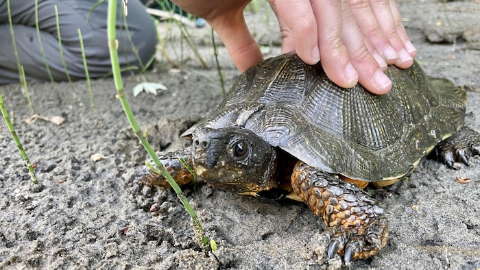 Une tortue des bois.