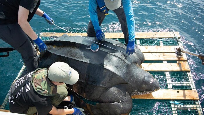 Une tortue Luth capturée par trois personnes sur une embarcation en mer. Avec un GPS sur la carapace.