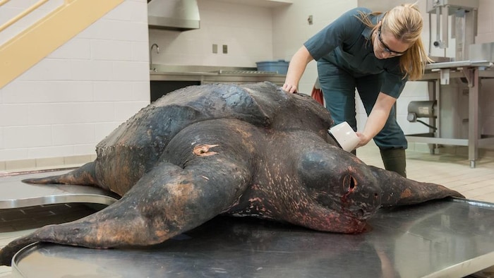 La technicienne de la faune Darlene Weeks examine une tortue luth retrouvée échouée à l'Île-du-Prince-Édouard.
