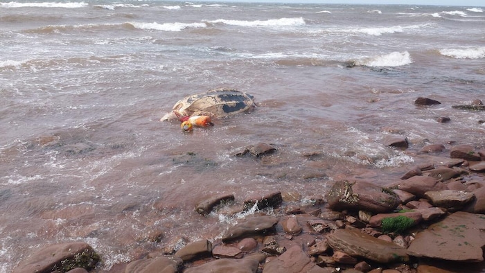 Une carcasse de tortue flotte dans de l'eau peu profonde sur la berge. Des cordages et des bouées de pêche sont accrochés à la carcasse.