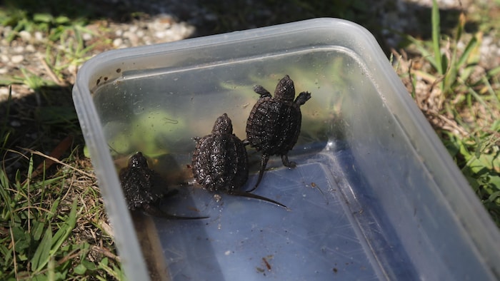 Trois bébés tortues dans un plat en plastique.