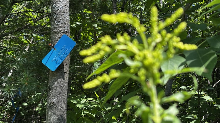 Cloué sur un arbre, une étiquette marque la zone d'aire protégée par Corridor Appalachien.