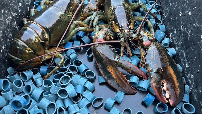 Des homards et des élastiques bleus qui permettent de bloquer les pinces.